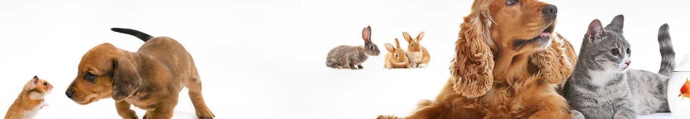 Dogs, cats, rabbits and small furries at Madra Vets